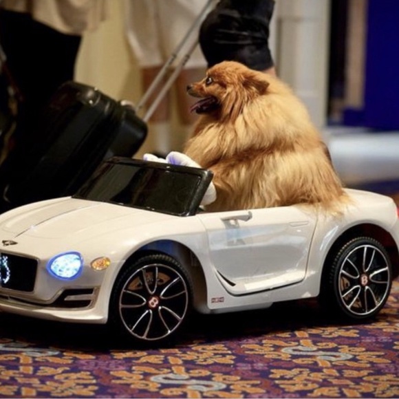 Meet your Posher, Rocco - Picture 7 of 12